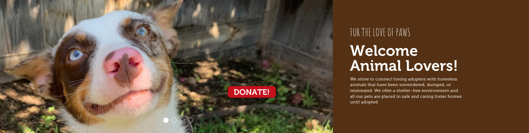 dog smiling at the camera